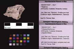 Foto (Objekt + Etiketten) von ? Abyssophthalmus sp. (NHMW-GEO-1990-0041-0207)